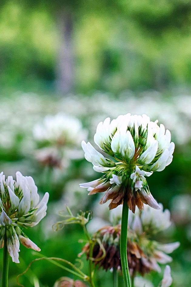 Benefits of Cover Crops and Green Manure Crops