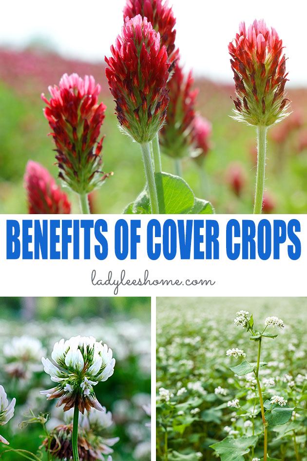 Let's go over the benefits of cover crops and learn how you can improve your soil and incorporate them in your garden no matter how big or small it is... #benefitsofcovercrops #covercropsbenefts #covercrops #greenmanurecrops