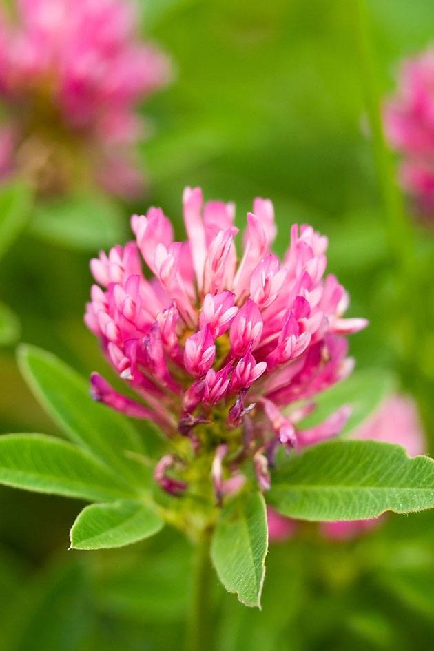 Clove flower