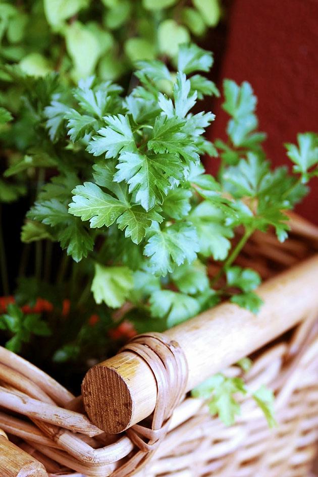 Parsley plant in a basket. 