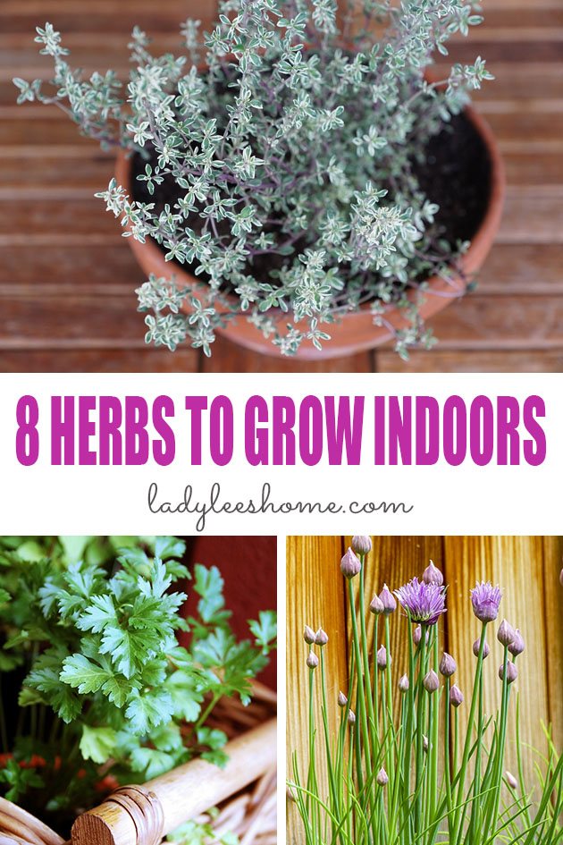 Here are 8 herbs to grow indoors. These herbs are easy to grow and don't need much attention. Let me show you how growing herbs indoors can be fun and easy!
#herbstogrowindoors #growingherbsindoors #indoorherbgarden #bestherbstogrowindoors