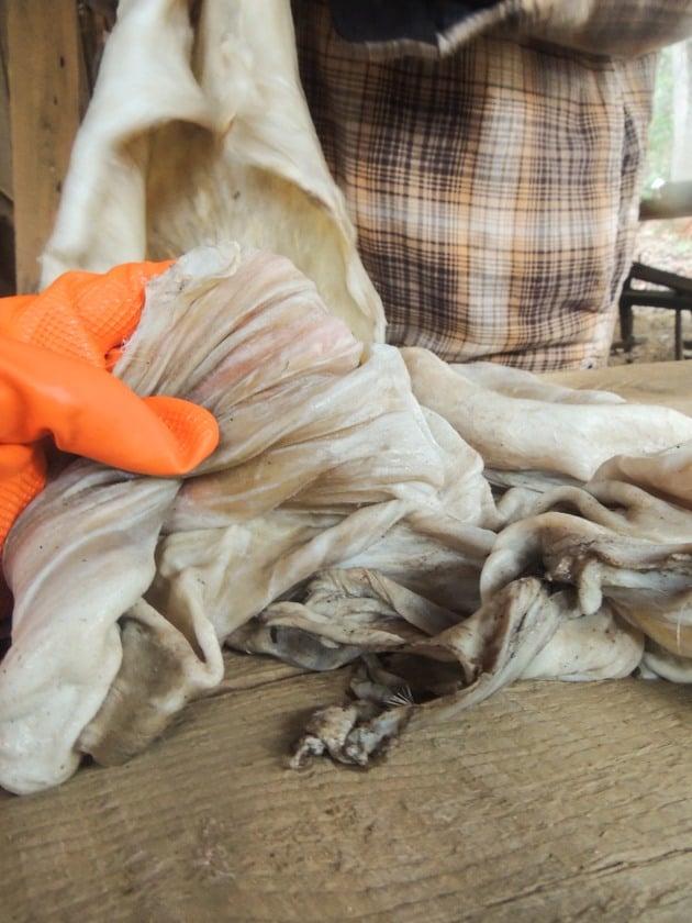 A closer look at the hide after wringing. 