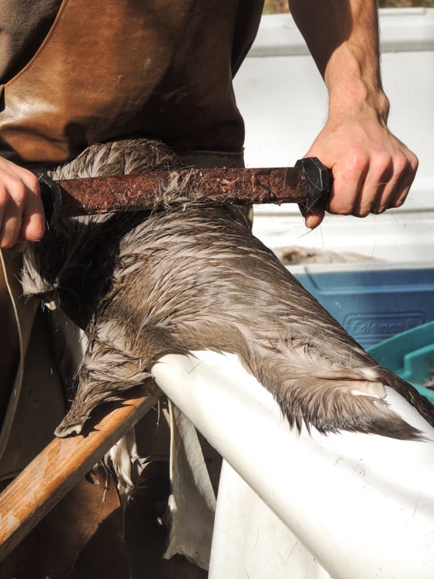 Setting deer hide on the beam before dehairing. 