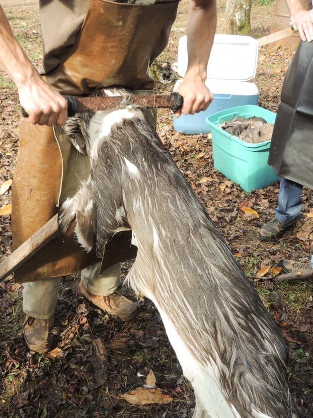 Dehairing the hide. 