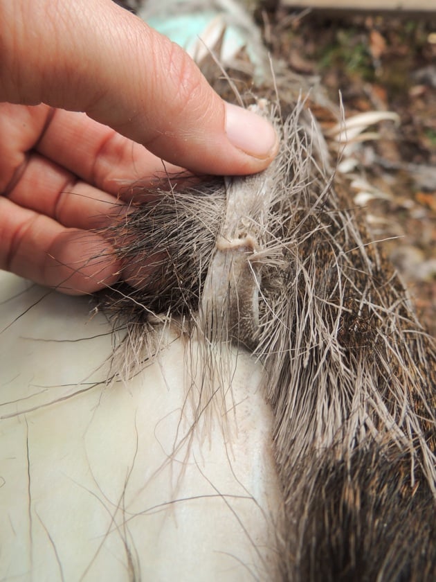 An example of removing the hair and grain together. 