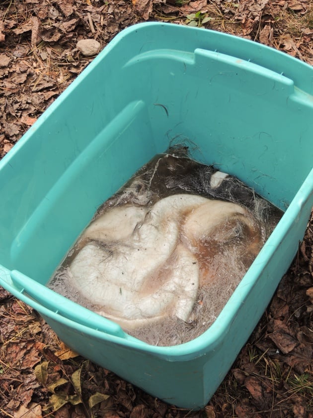 Deer hide in a water bath. 