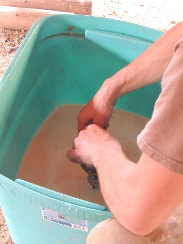 Placing the hide in the solution. 