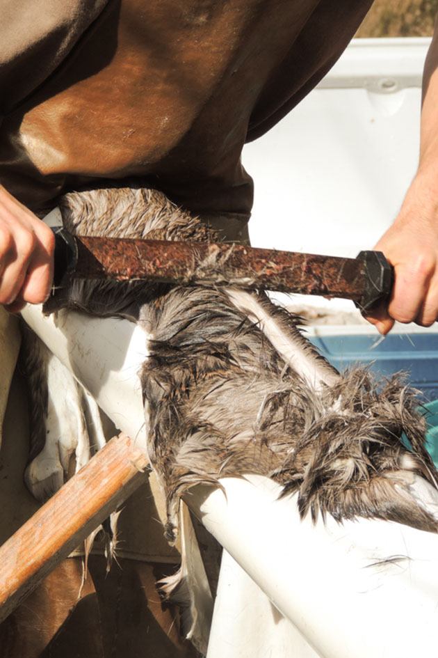 Dehairing the hide with the fleshing knife. 