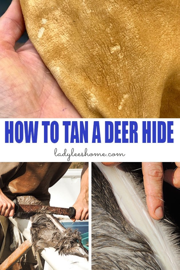 How to tan a deer hide/skin (start to finish)