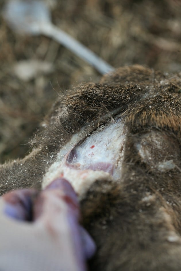 Peeling the skin from the skull bone. 