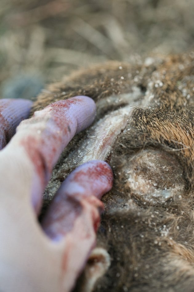 The opening in the skull is ready to be removed. 