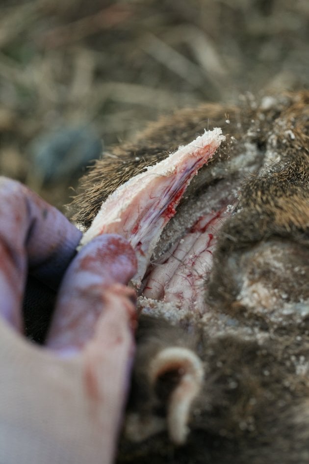 Removing the skull bone. 