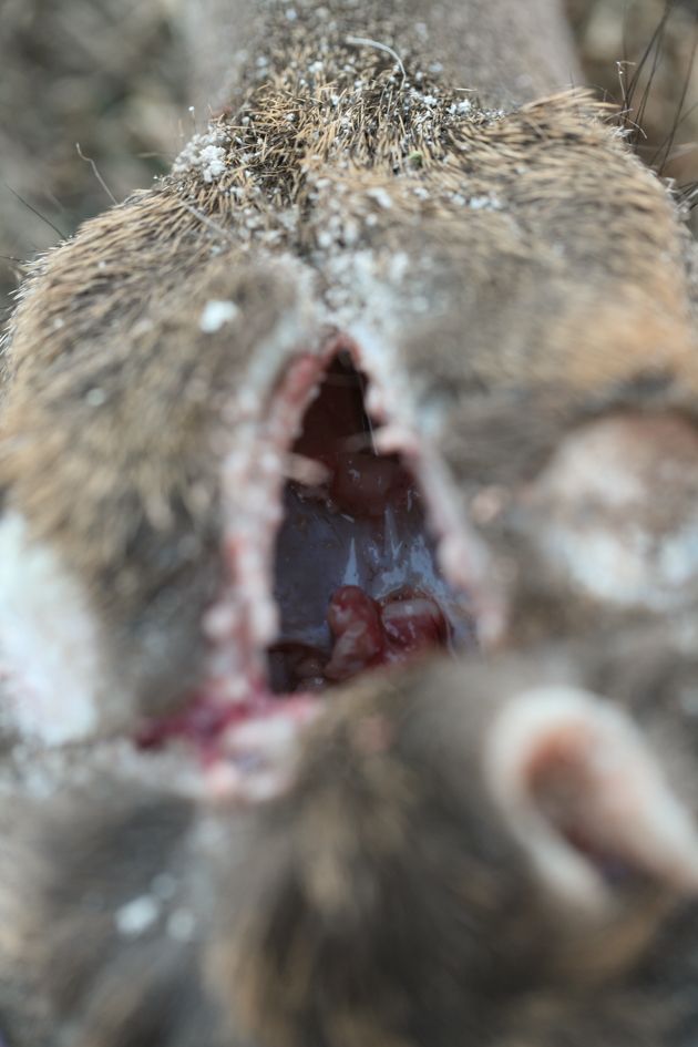 Deer skull is empty from the brain.