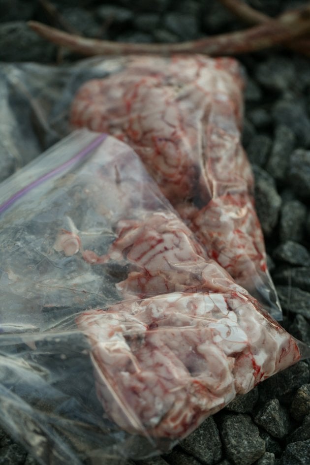 Deer brains in a bag ready for the freezer. 