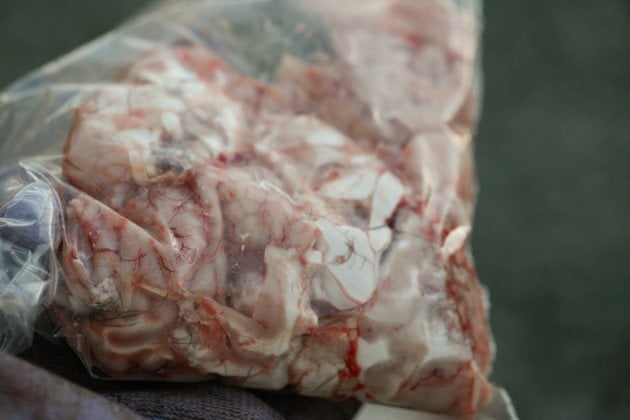 Deer brains stored in a bag. 