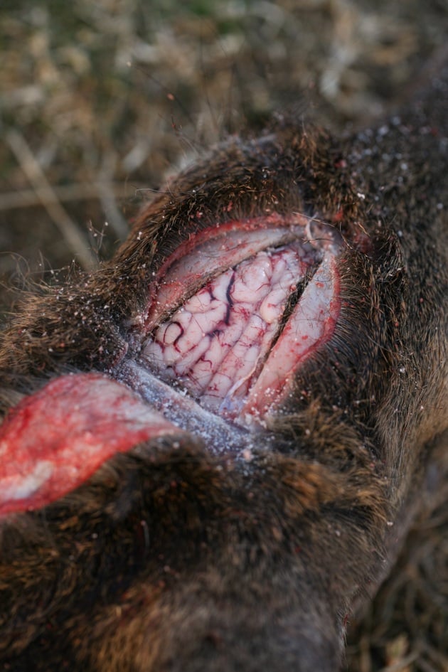 Deer brain exposed in the skull.