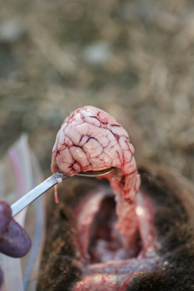 Deer brain on a spoon.