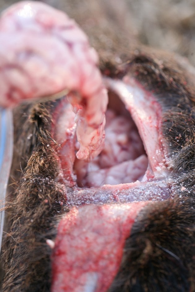 Extracting deer brain with a spoon. 