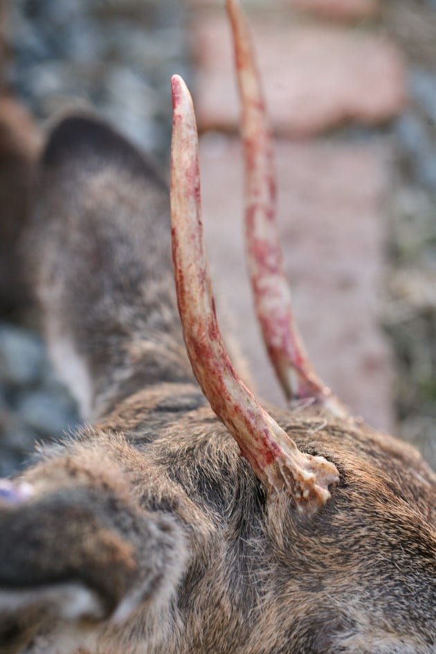 Getting ready to remove the horns from the skull. 