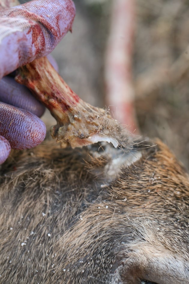 Removing the horns from the skull. 