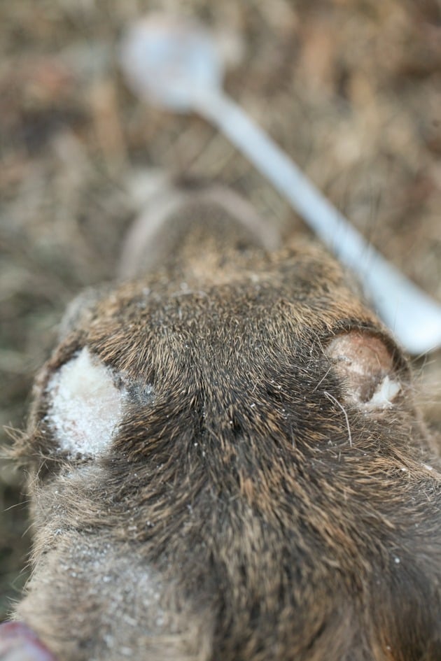 The horns are removed from the skull.  