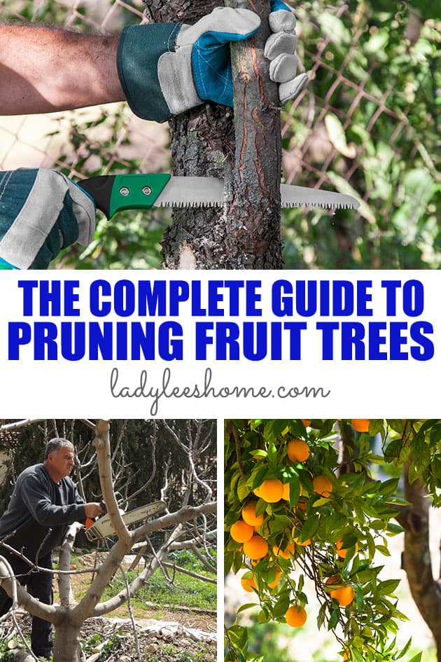 How to make your own prunes from fresh plums by Homestead Lady