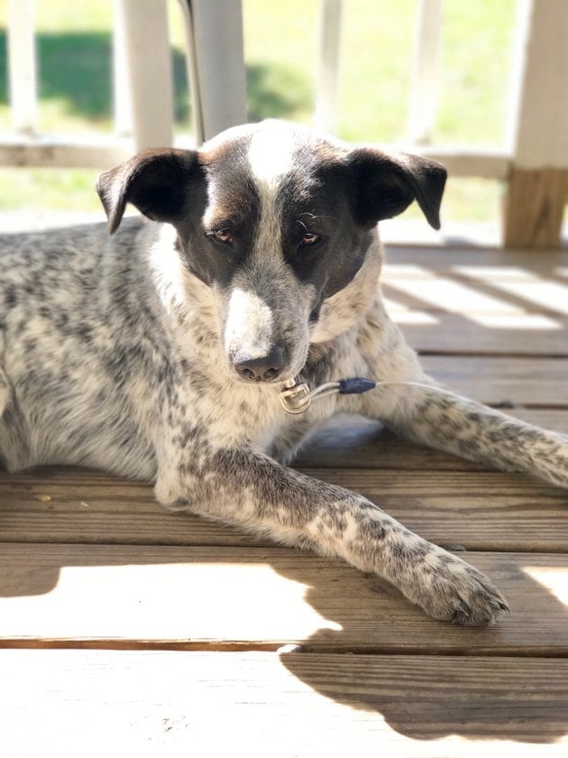 My farm dog Shayla. 