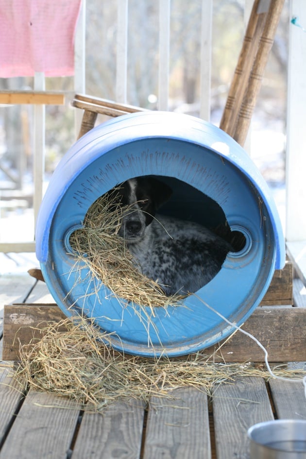 My dog inside of the barrel dog house. 