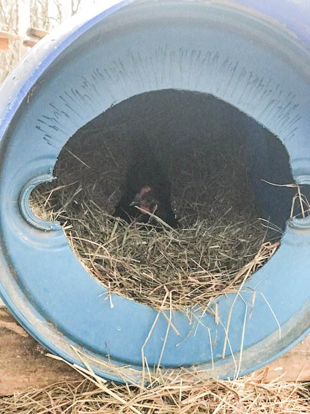 A chicken inside of the dog house.