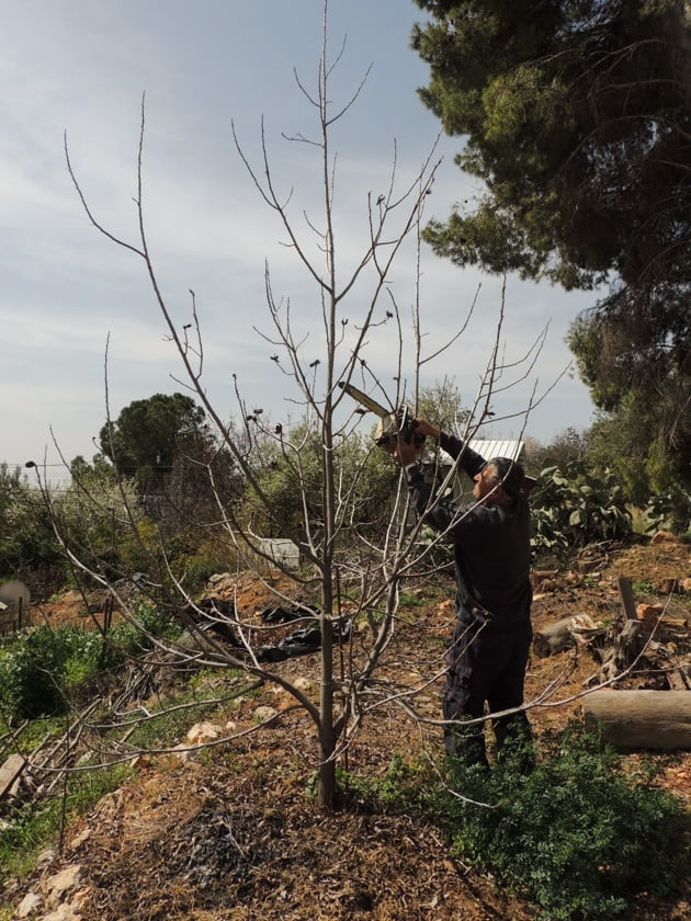 Pruning a nut tree to keep it small.