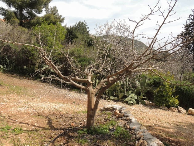 Mulberry tree after pruning.