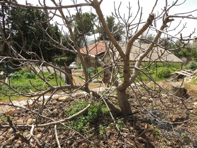 Fig tree that wasn't pruned for a while.