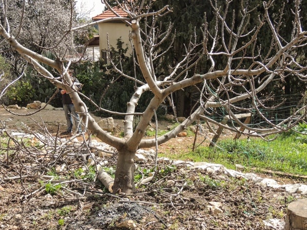 Fig tree after pruning.