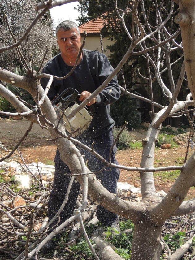 How to prune fruit trees.