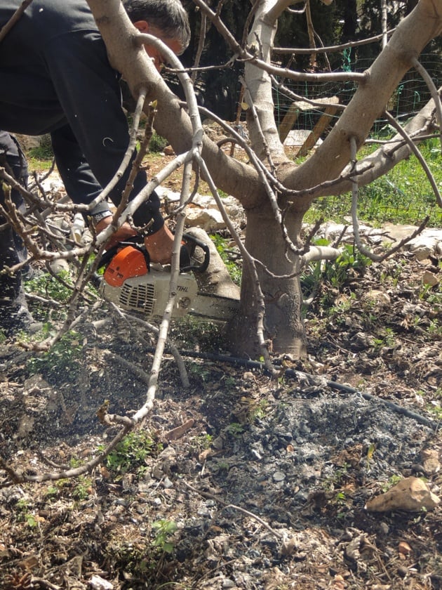 Pruning a secondary trunk of a fig tree.