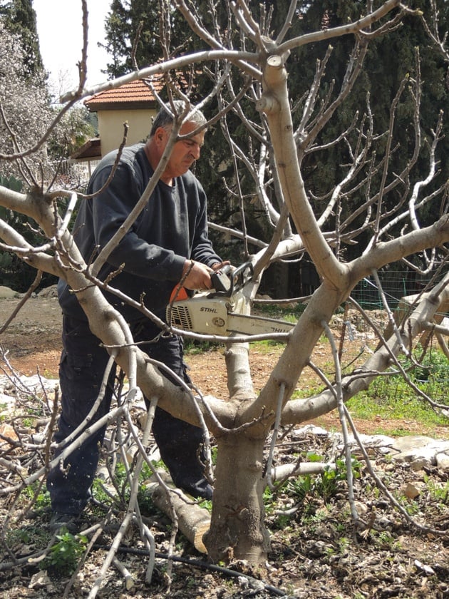 Thinning branches on a fig tree.