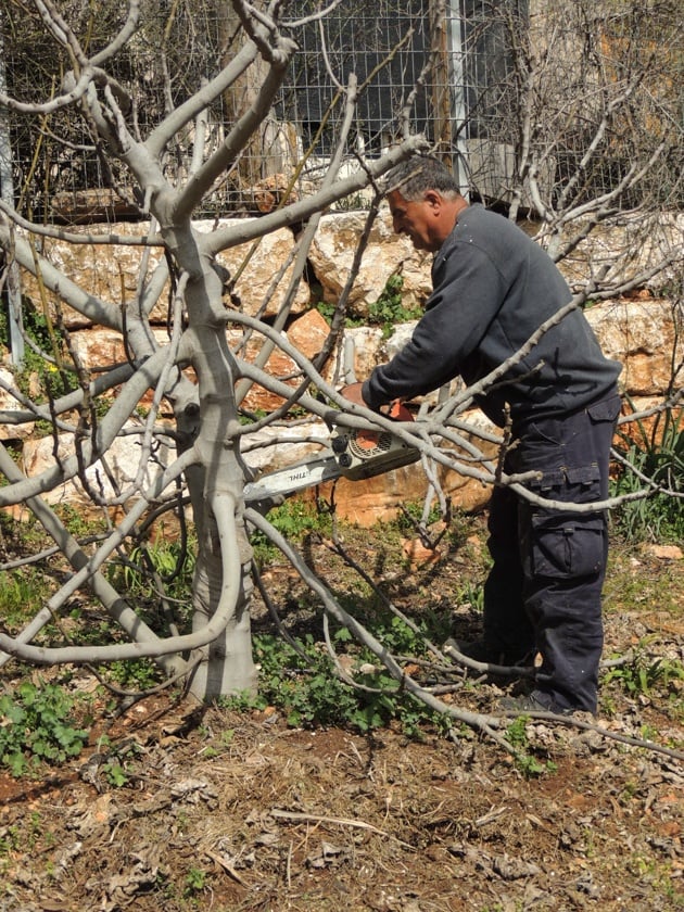 Pruning inward growing branches.