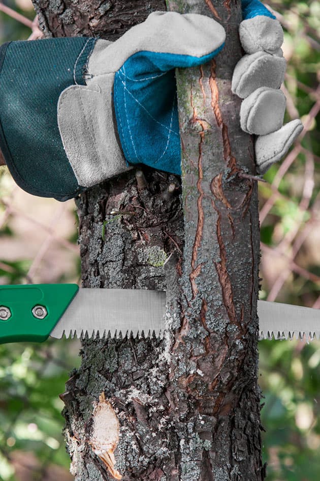 The Complete Guide to Pruning Fruit Trees