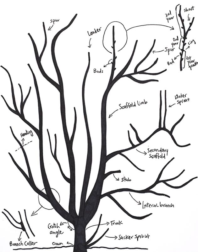 Fruit tree terminology.