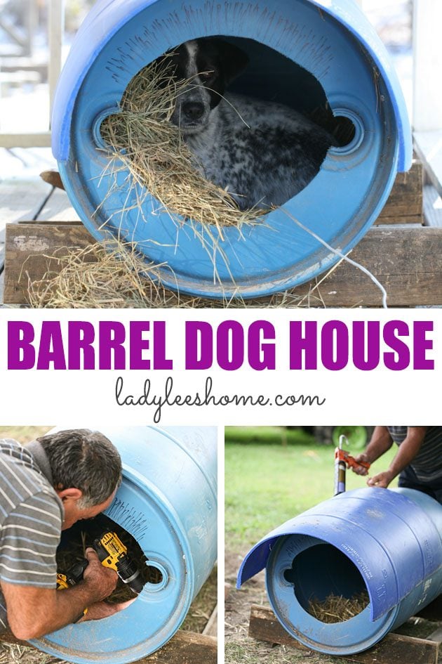 Here is how to build a dog house cheap from a barrel. This dog house cost us nothing, it's super easy to build and the dog loves it! Add this to your dog house ideas and your DIY dog house plans. 
#doghousediy #doghouseideas #diydoghouseeasy #doghouseplans #barreldoghouse