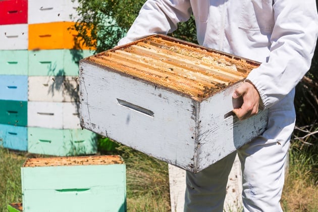 One of the first things you'll have to do as a beginner beekeeper is to choose your hive style. In this Beekeeping for Beginners post we explorer top-bar and Langstroth hives. #beekeeping #Bees #beehive #beekeepingforbeginners #topbarhive #homesteading