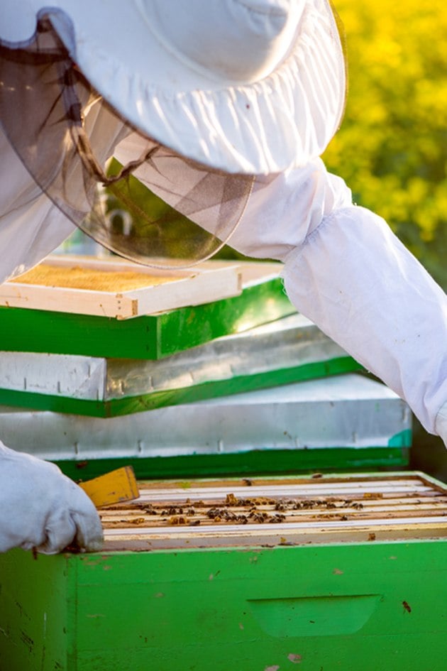 One of the first things you'll have to do as a beginner beekeeper is to choose your hive style. In this Beekeeping for Beginners post we explorer top-bar and Langstroth hives. #beekeeping #Bees #beehive #beekeepingforbeginners #topbarhive #homesteading