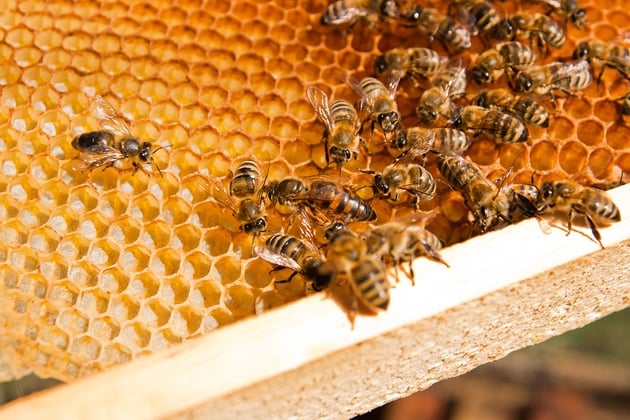 DIY top bar hive from a barrel. A step by step picture tutorial on how we made our top bar bee hive. It is a fairly easy project and very inexpensive. Can be completed in just a few hours. #beekeeping #homesteading #topbarbeekeeping #topbarbeehive #beehiveplans #diybeehive