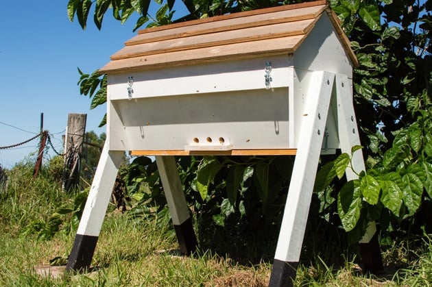 One of the first things you'll have to do as a beginner beekeeper is to choose your hive style. In this Beekeeping for Beginners post we explorer top-bar and Langstroth hives. #beekeeping #Bees #beehive #beekeepingforbeginners #topbarhive #homesteading