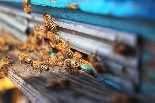 One of the first things you'll have to do as a beginner beekeeper is to choose your hive style. In this Beekeeping for Beginners post we explorer top-bar and Langstroth hives. #beekeeping #Bees #beehive #beekeepingforbeginners #topbarhive #homesteading