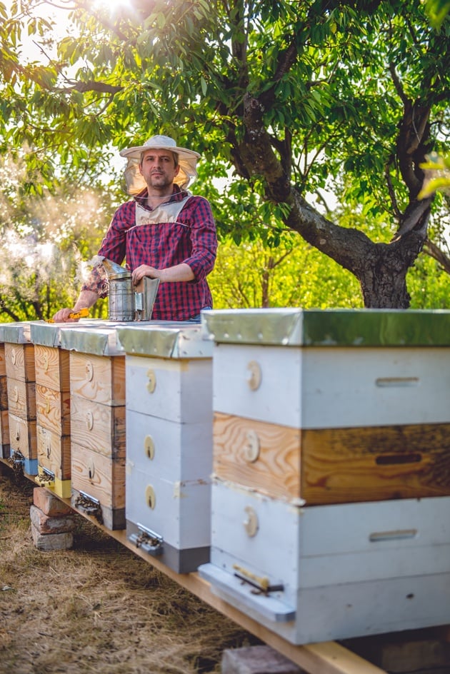 One of the first things you'll have to do as a beginner beekeeper is to choose your hive style. In this Beekeeping for Beginners post we explorer top-bar and Langstroth hives. #beekeeping #Bees #beehive #beekeepingforbeginners #topbarhive #homesteading