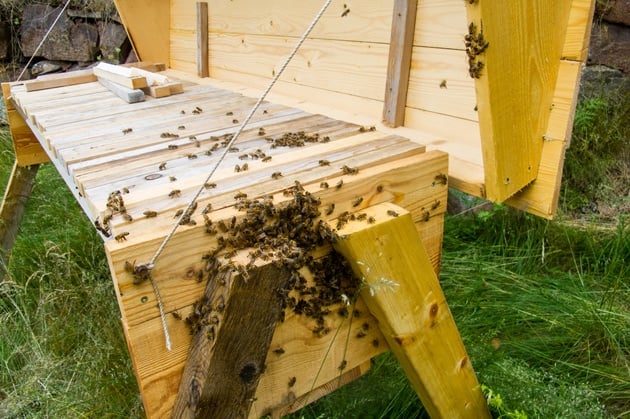 One of the first things you'll have to do as a beginner beekeeper is to choose your hive style. In this Beekeeping for Beginners post we explorer top-bar and Langstroth hives. #beekeeping #Bees #beehive #beekeepingforbeginners #topbarhive #homesteading