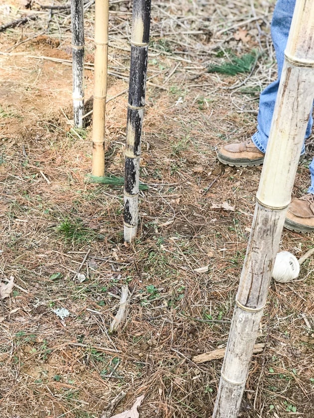 DIY Bamboo Screening. Let's learn about bamboo! It's an amazing plant that can be used for fencing and screening. Learn how to build a bamboo screen or a bamboo fence.