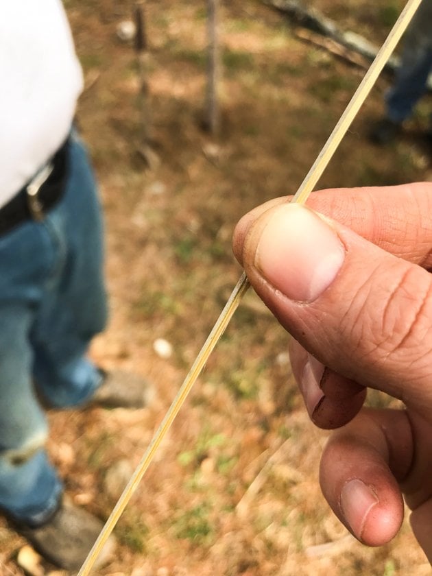 DIY Bamboo Screening. Let's learn about bamboo! It's an amazing plant that can be used for fencing and screening. Learn how to build a bamboo screen or a bamboo fence.