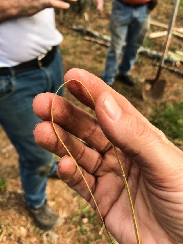 DIY Bamboo Screening. Let's learn about bamboo! It's an amazing plant that can be used for fencing and screening. Learn how to build a bamboo screen or a bamboo fence.